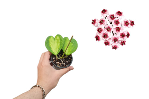 هویاکری وسط ابلق