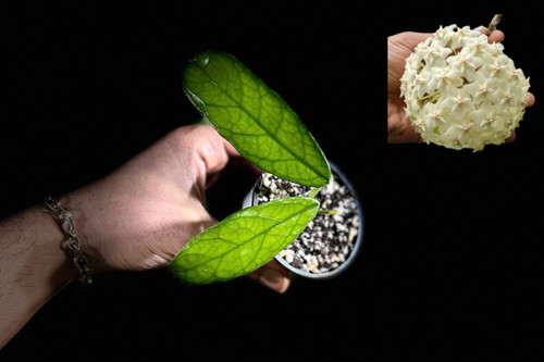 هویاگلوبلوسا