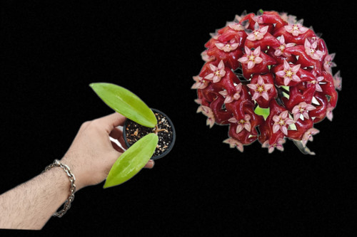 هویا ایلیگرام