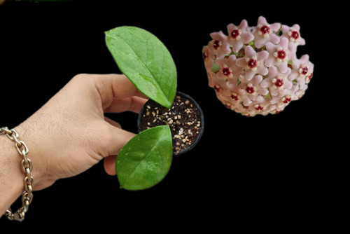 هویا فونقی معطر