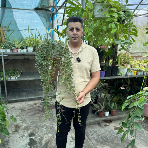 هویاکورتیزی کد ۱۰۲