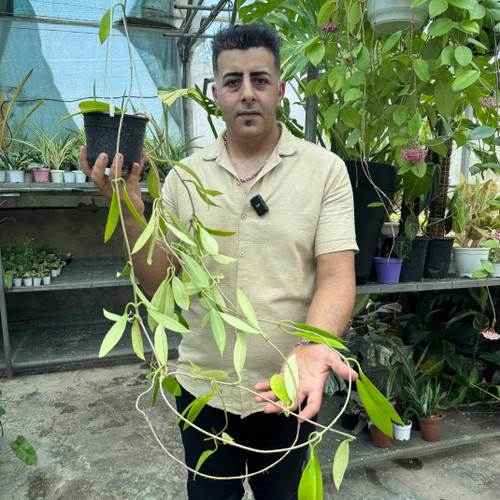 هویابلک دراگون کد ۱۱۱