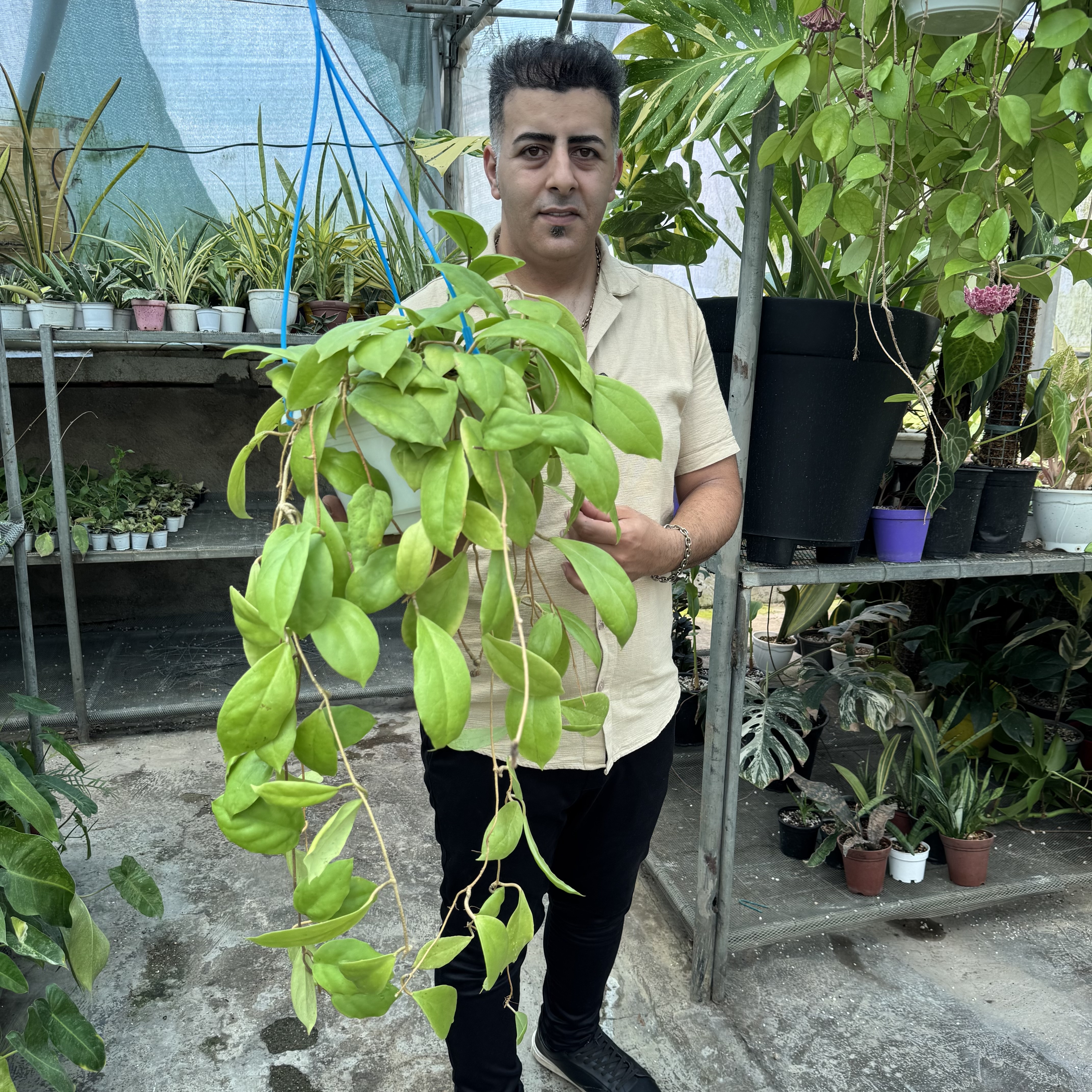 هویااینکراساتا کد ۱۱۵