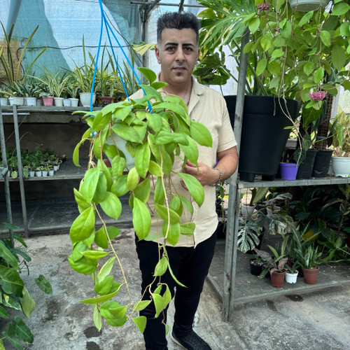 هویااینکراساتا کد ۱۱۵