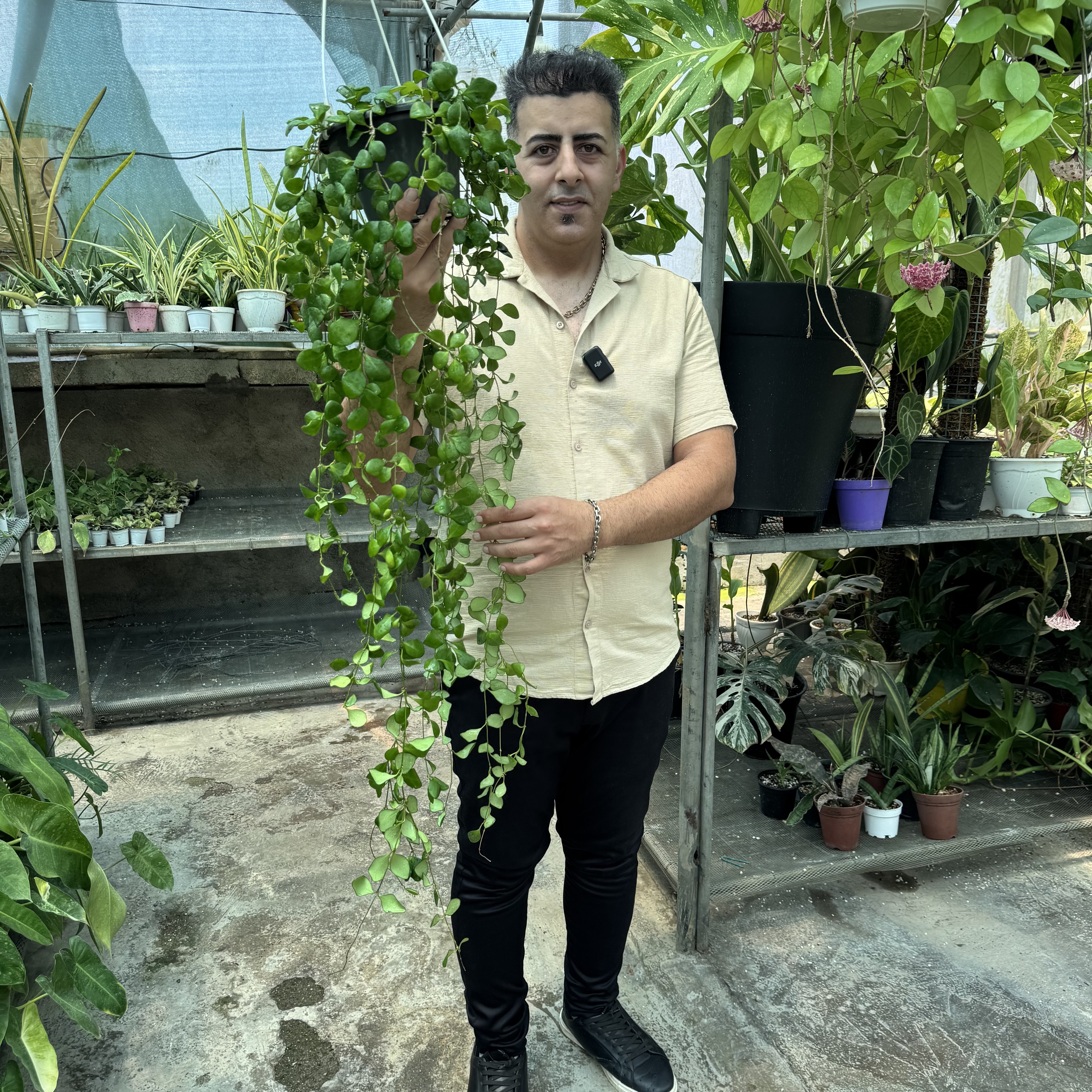 هویاهوشکلیانا کد ۱۱۶