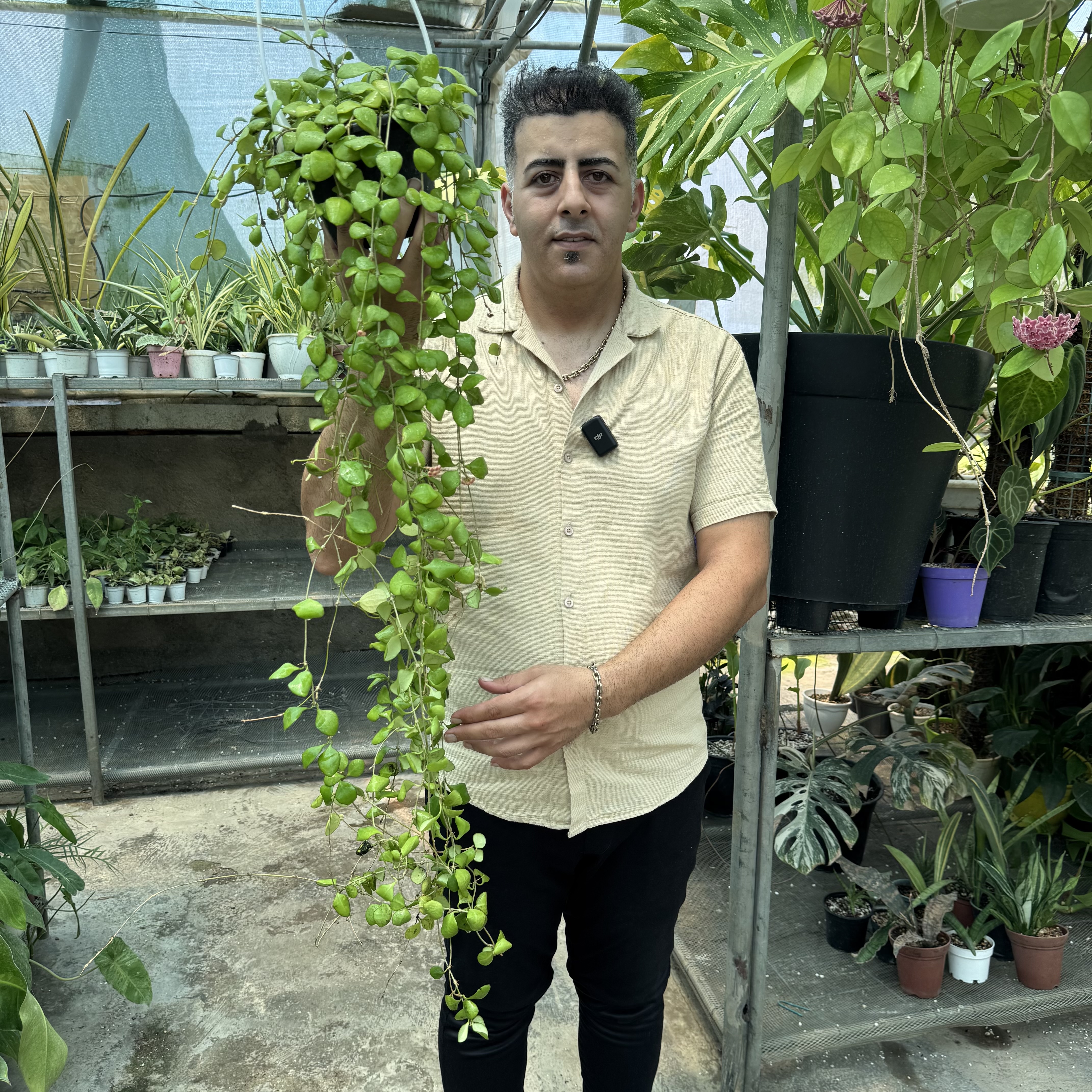 هویاهوشکلیانا کد ۱۱۷