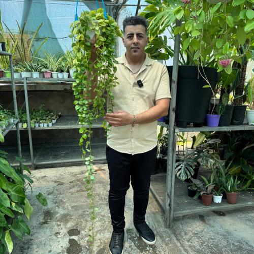 هویاکروهنیانا کد ۱۱۸