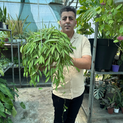 هویاوایتی کد ۱۳۴