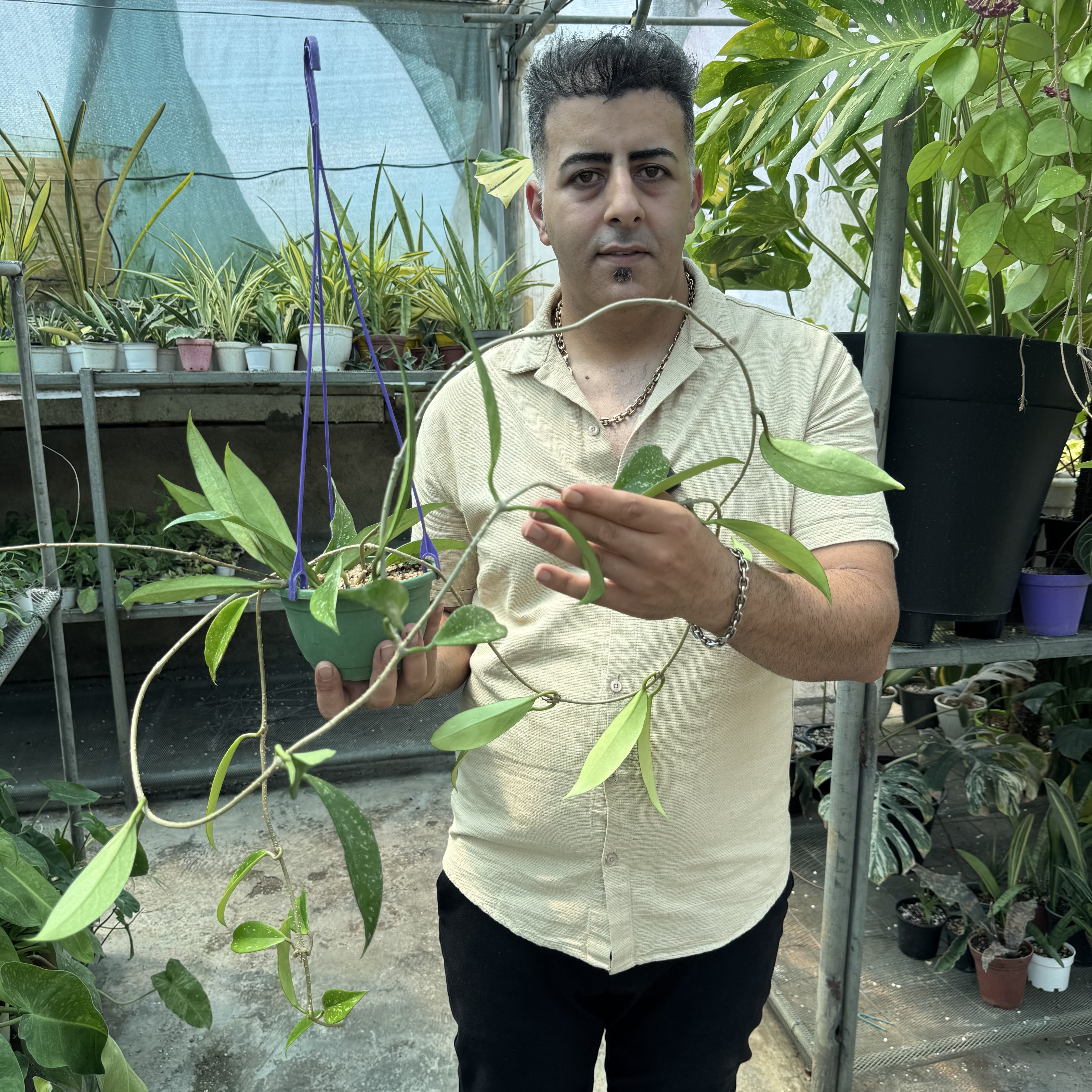 هویاپابیکالیکس رویال هاوایین کد ۱۴۵