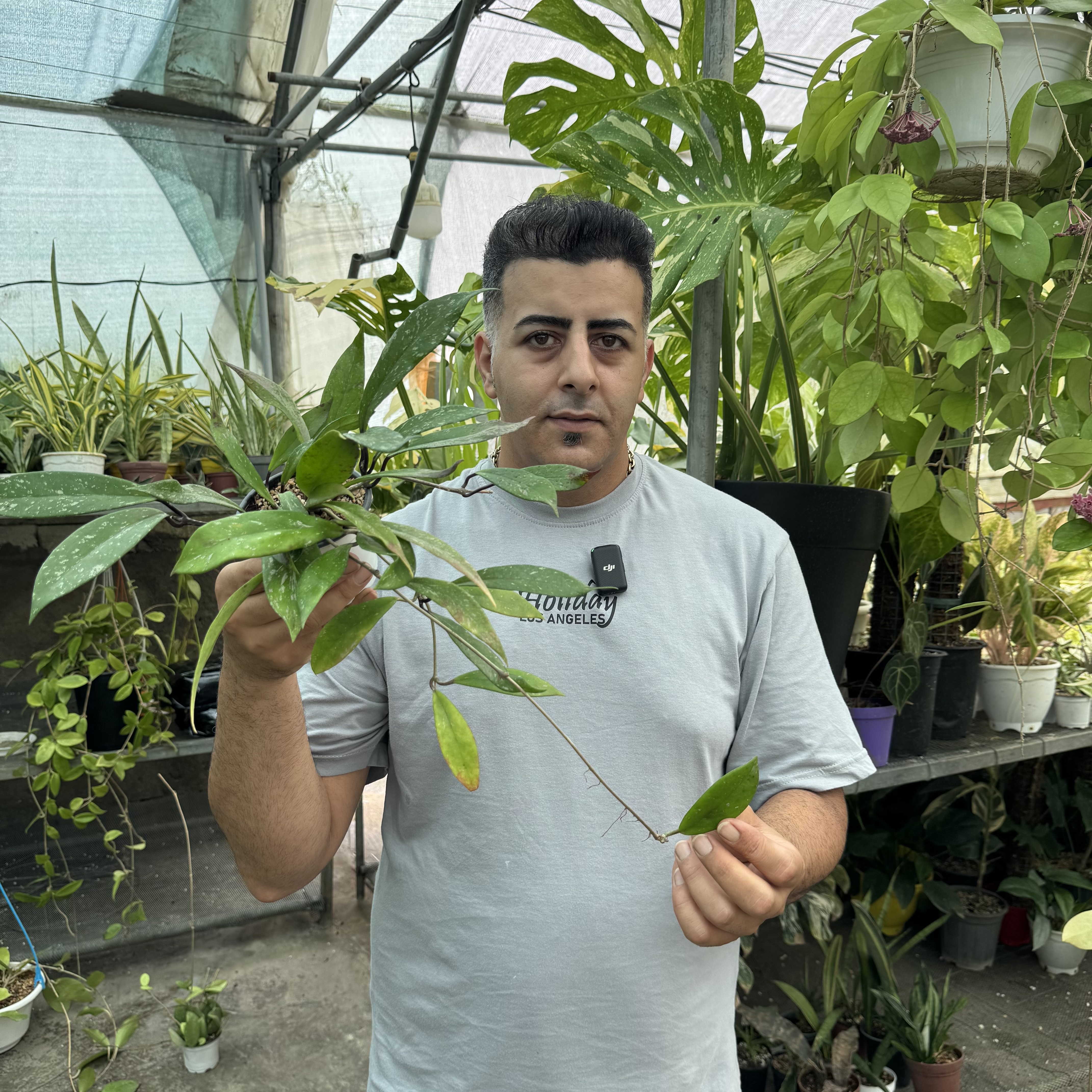 هویا پابیکالیکس رویال هاوایین پرپل کد ۱۵۸