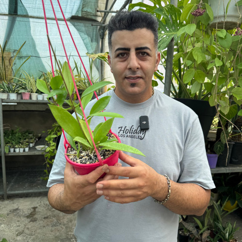 هویابلک دراگون کد ۱۶۲