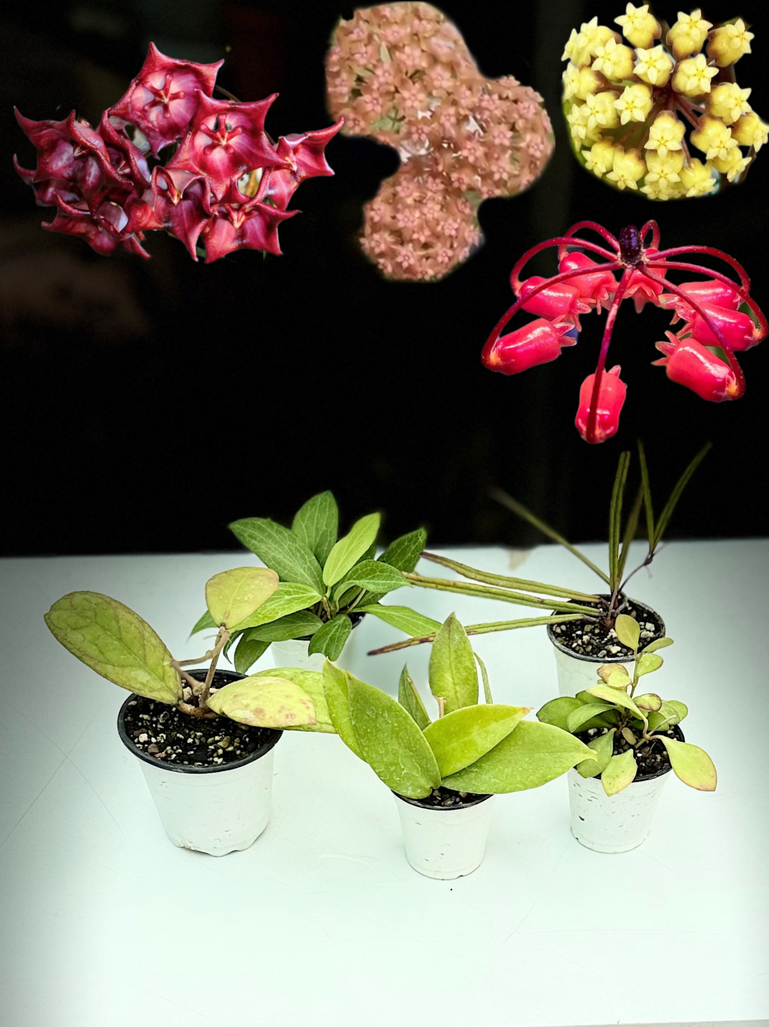 پکیج معطر سوم نیمه کلکسیونی جشنواره مرداد هویا