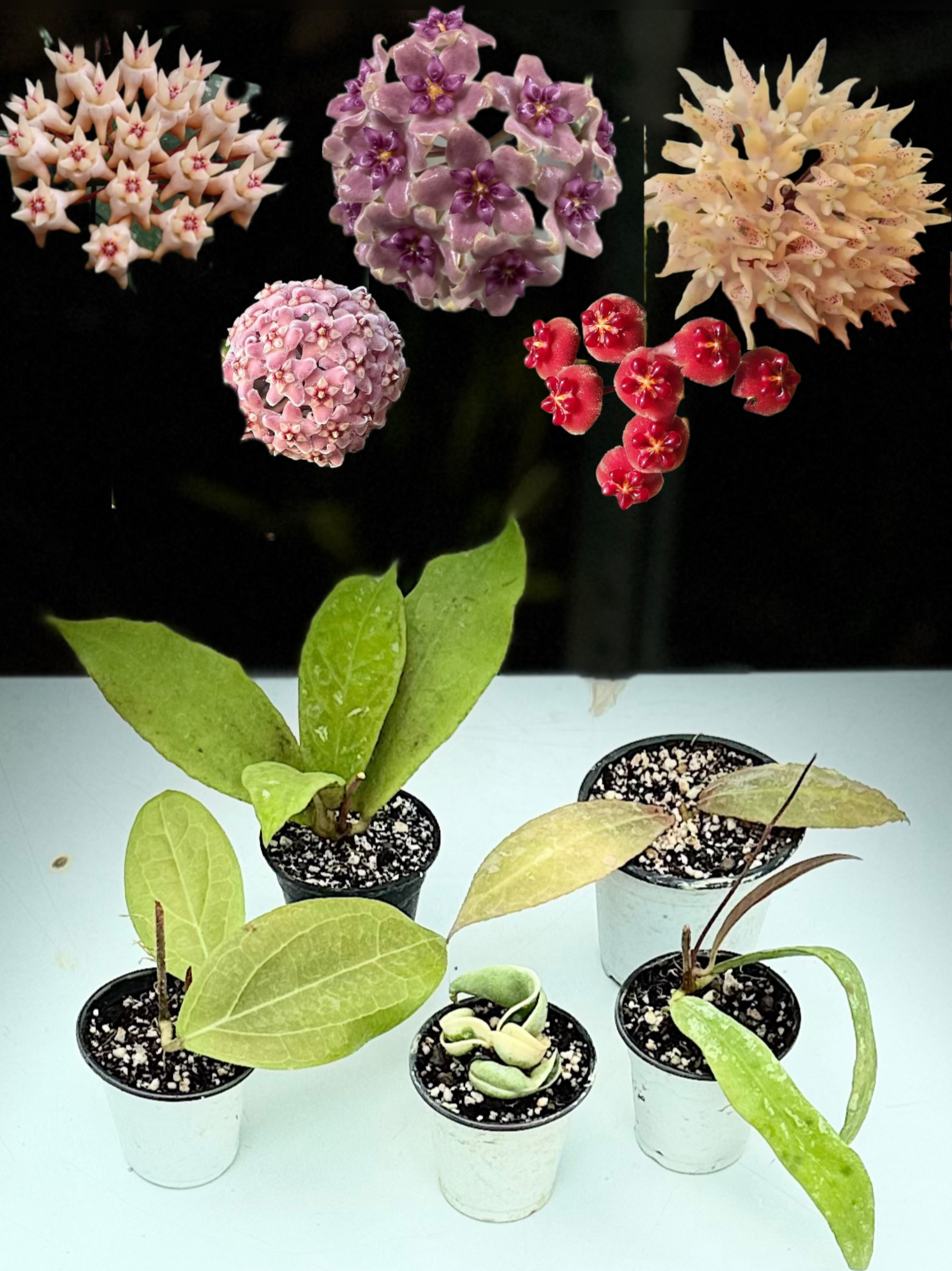 پکیج پنجم فوق‌کلکسیونی‌معطر جشنواره مرداد هویا