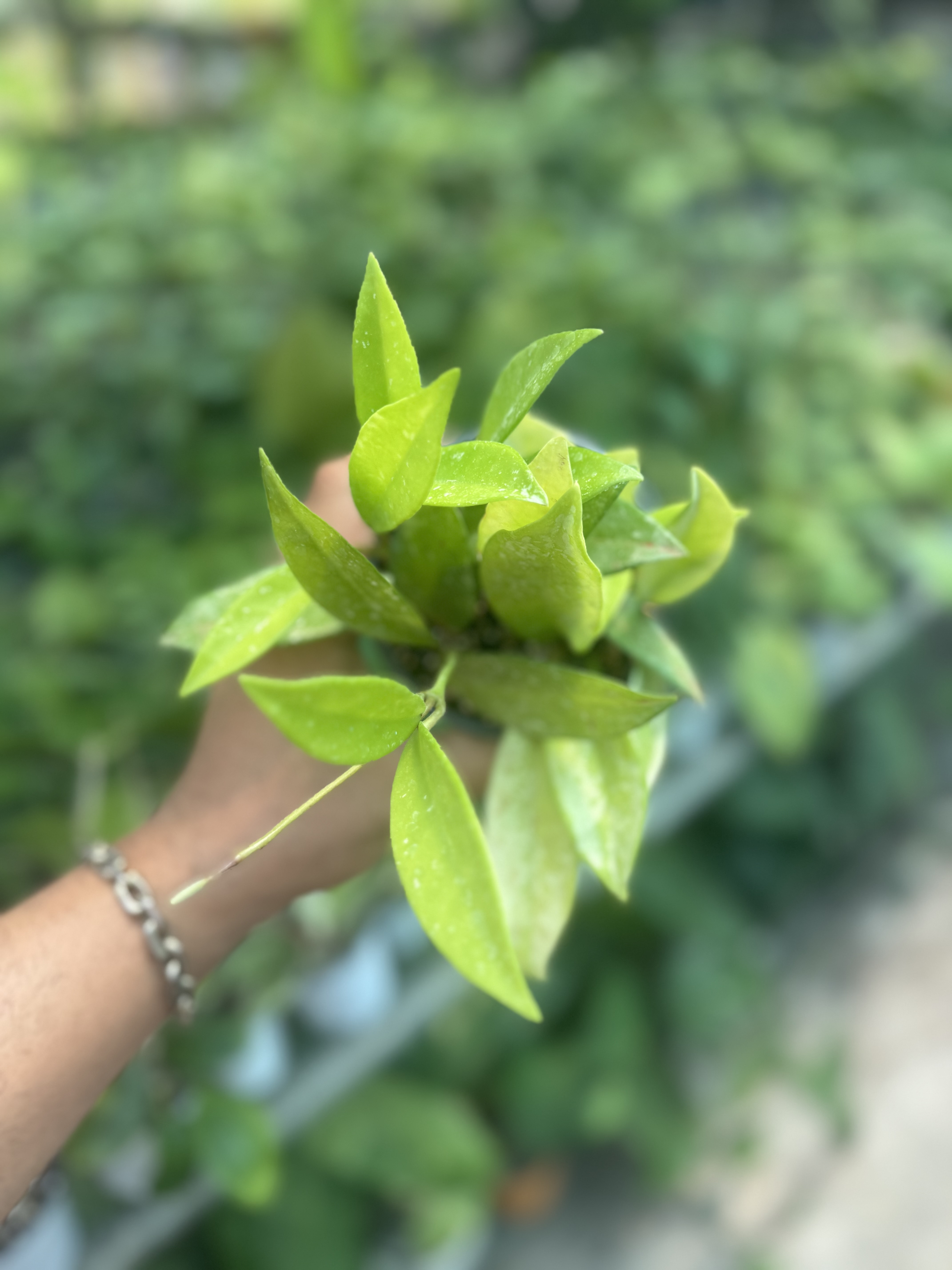 هویا ای اچ ۰۷۴ سیلور