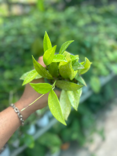 هویا ای اچ ۰۷۴ سیلور