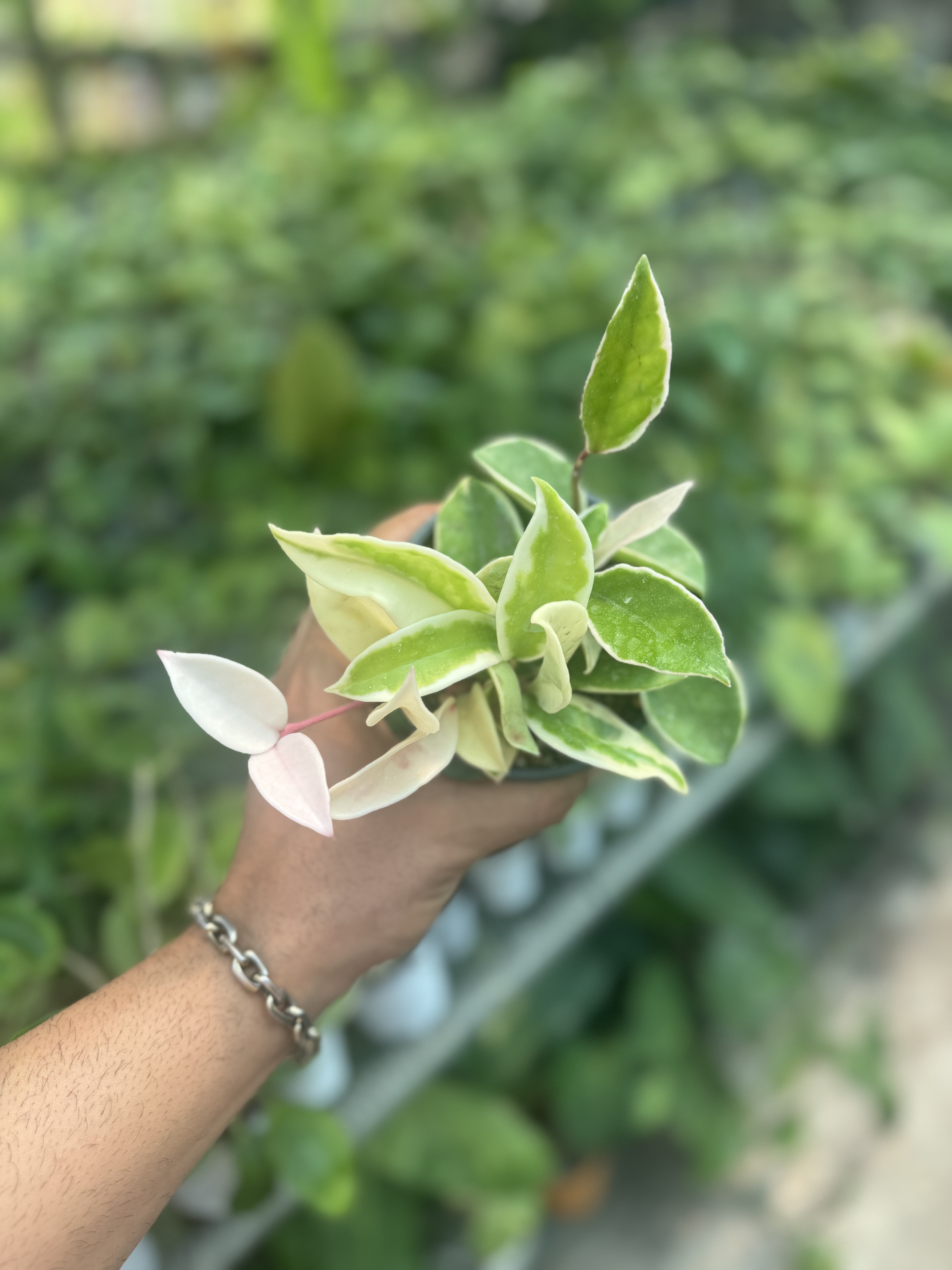 هویاکریمسون کویین ابلق