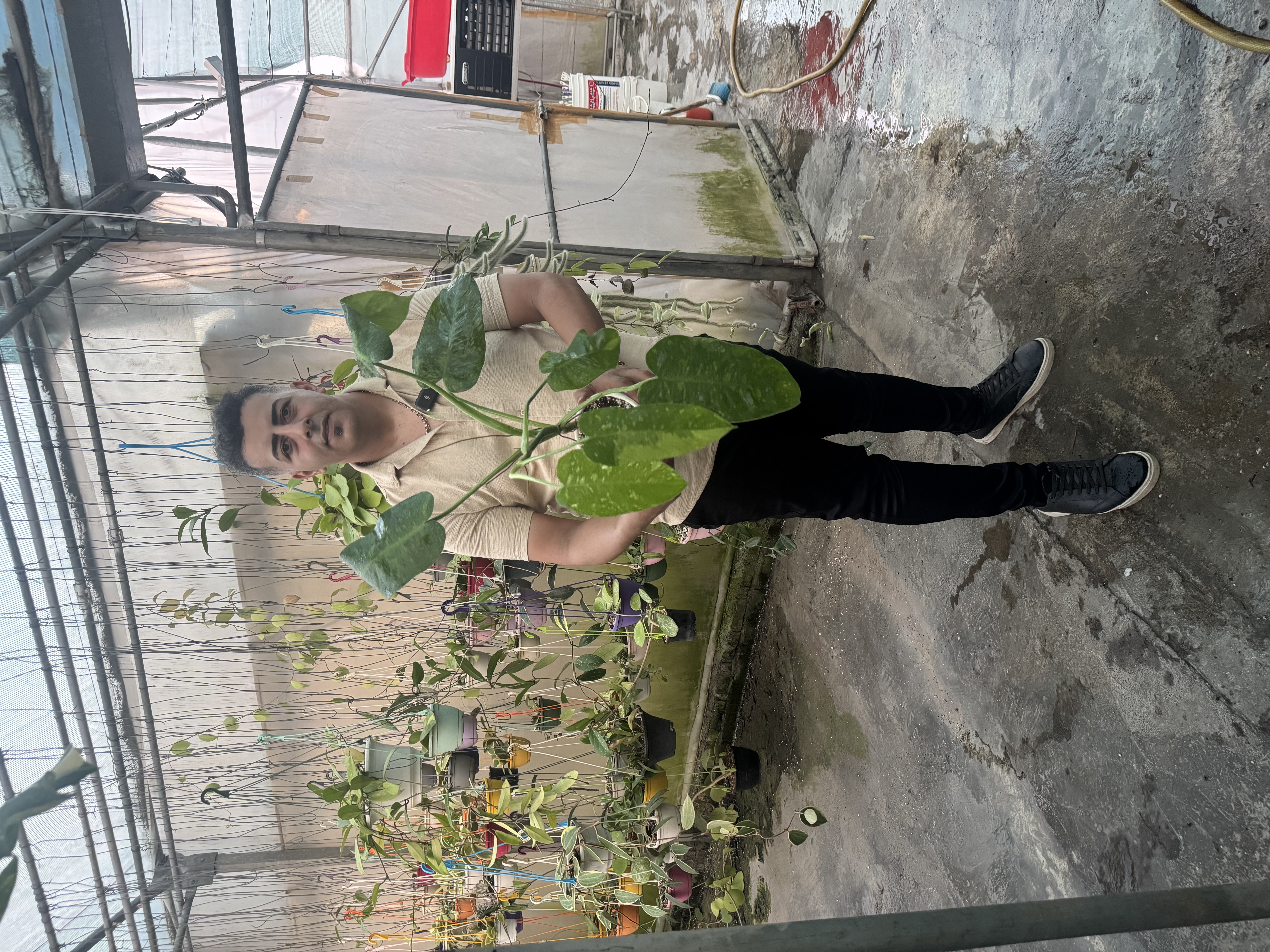 کد ۱۵ فیلودندرون خوزه بونو