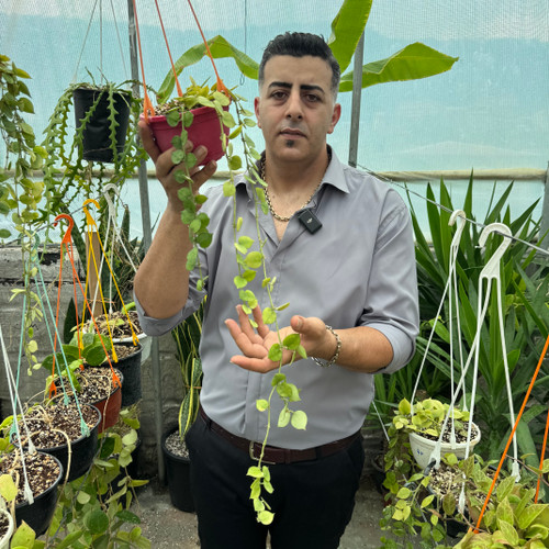 کد ۵۱ هویاکروهنیانا فوق معطر