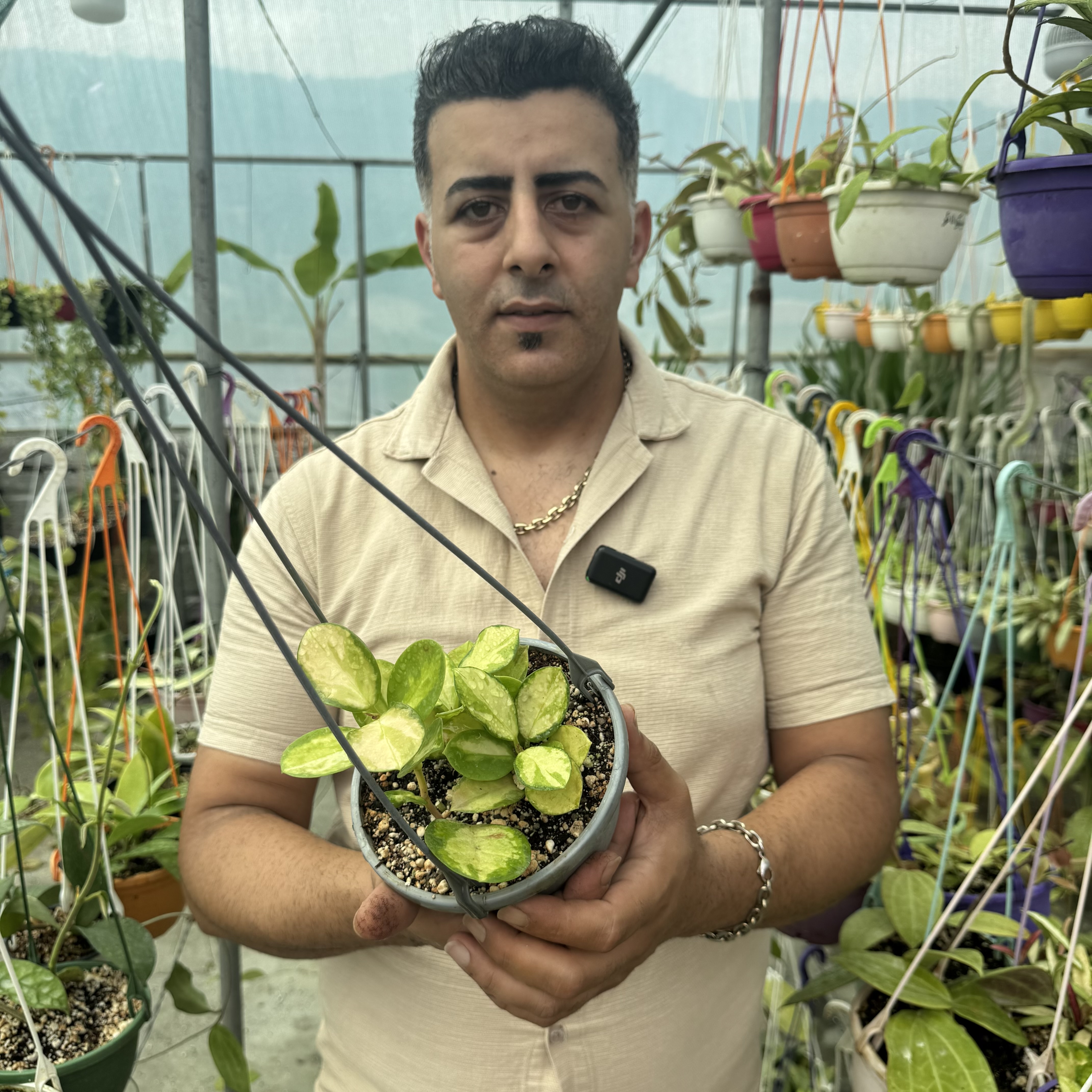 کد ۹۸ هویااسترالیس لیزاابلق