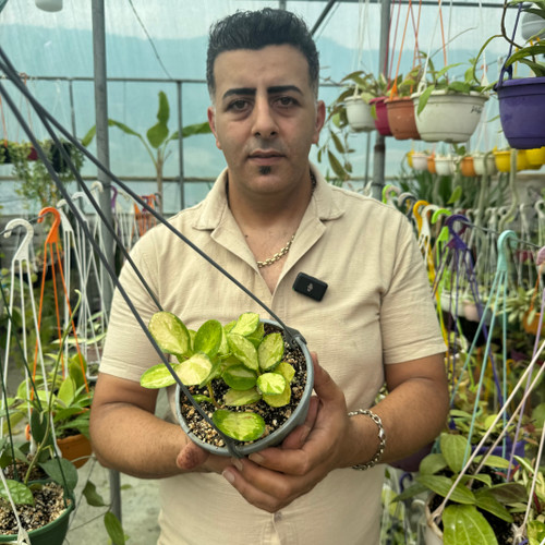 کد ۹۸ هویااسترالیس لیزاابلق