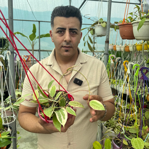 کد ۱۰۱ هوبالاتیفولیاآلبومارجیناتا