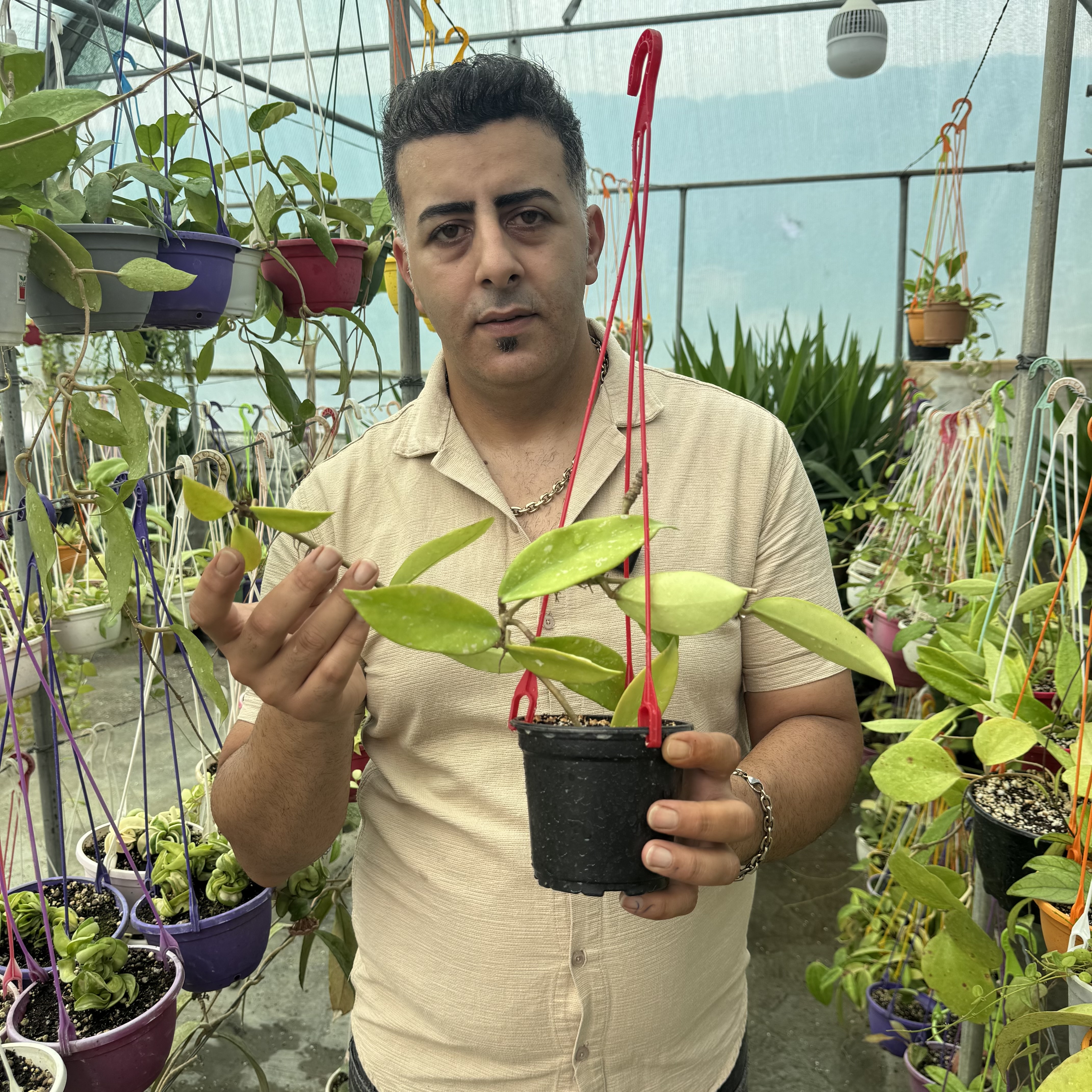 کد ۱۲۴ هویاپابیکالیکس رویال هاوایین پرپل فوق معطر