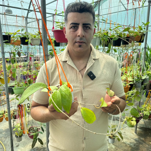 کد ۱۲۸ هویا ویتلینا کلکسیونی