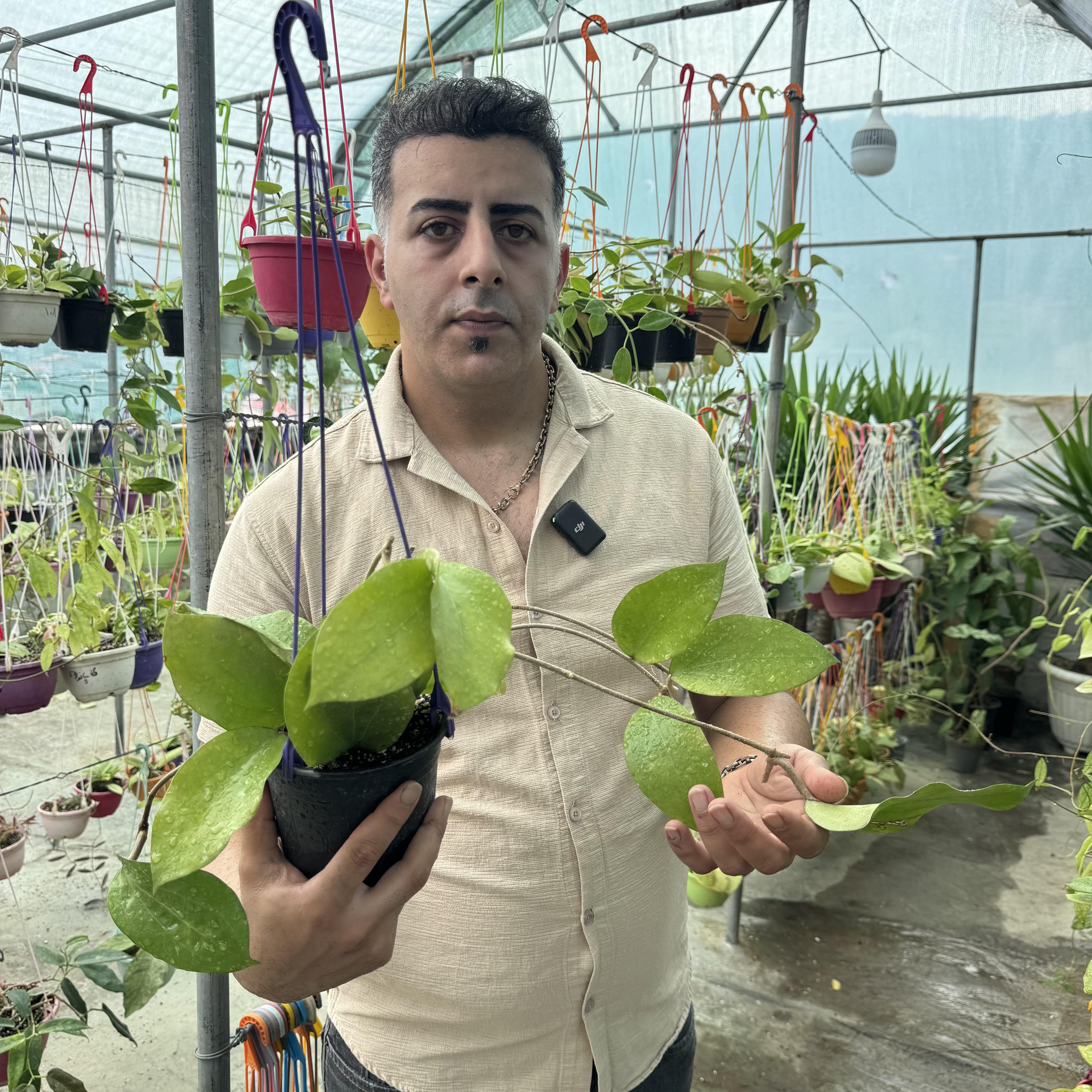 کد ۱۴۳ هویا سینامیفولیا فوق معطر