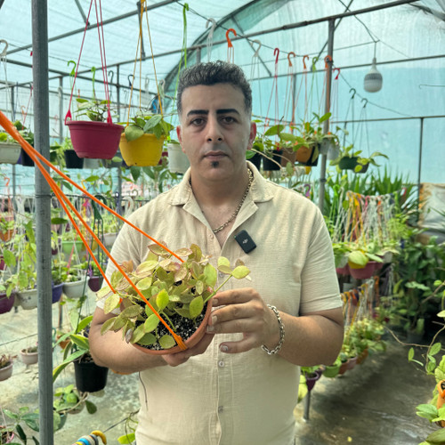 کد ۱۵۲ هویا کولینا فوق کلکسیونی