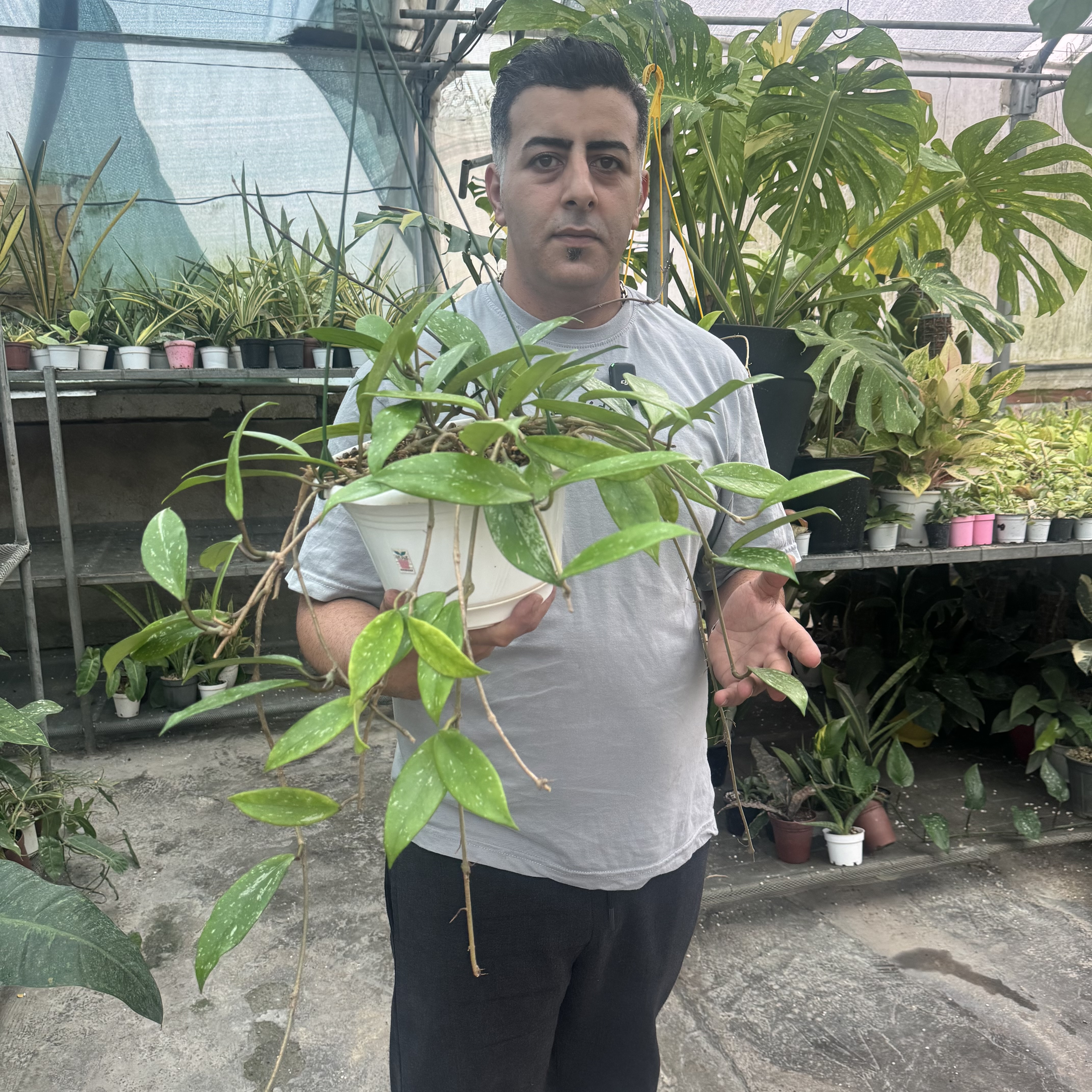 کد ۳ هویاپابیکالیکس رویال هاوایین پرپل