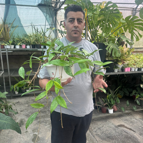 کد ۳ هویاپابیکالیکس رویال هاوایین پرپل