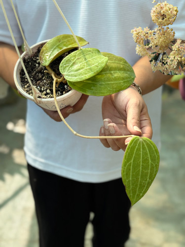 کد ۲۲ هویالاتیفولیا