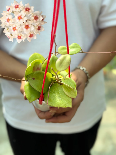 کد ۴۸ هویادالیچسپارته