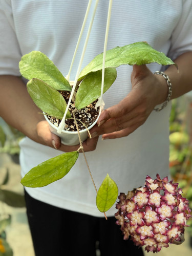 کد ۵۶ هویاباهویی اسپلش