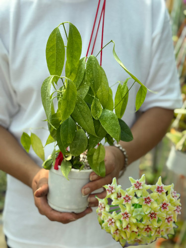 کد ۶۱ هویاآلاجنسیس
