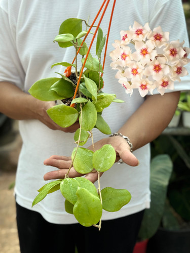 کد ۷۱ هویادالیچسپارته