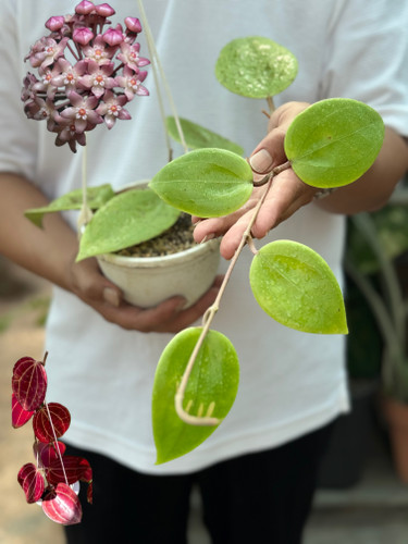 کد ۷۳ هویاماکروفیلیا رد