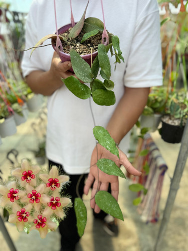 کد ۷۸ هویاکوداتا بیگ گرین لیوز
