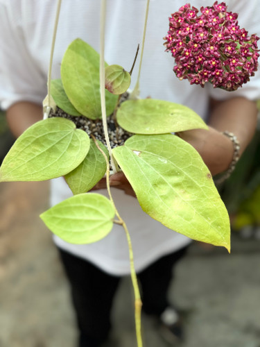کد ۸۷ هویاگلابرا فوق معطر