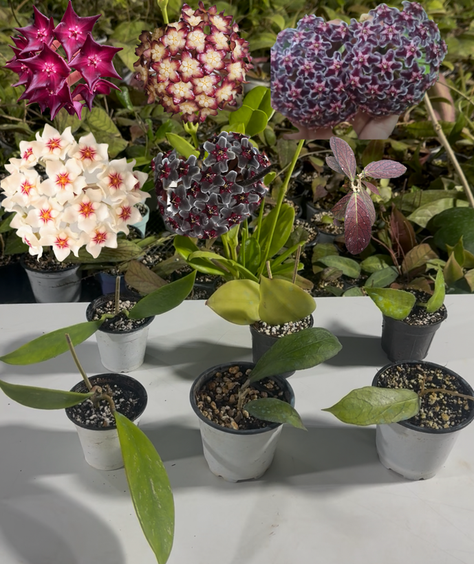 پکیج ۶ تایی فوق فوق معطر و کلکسیونی هویا
