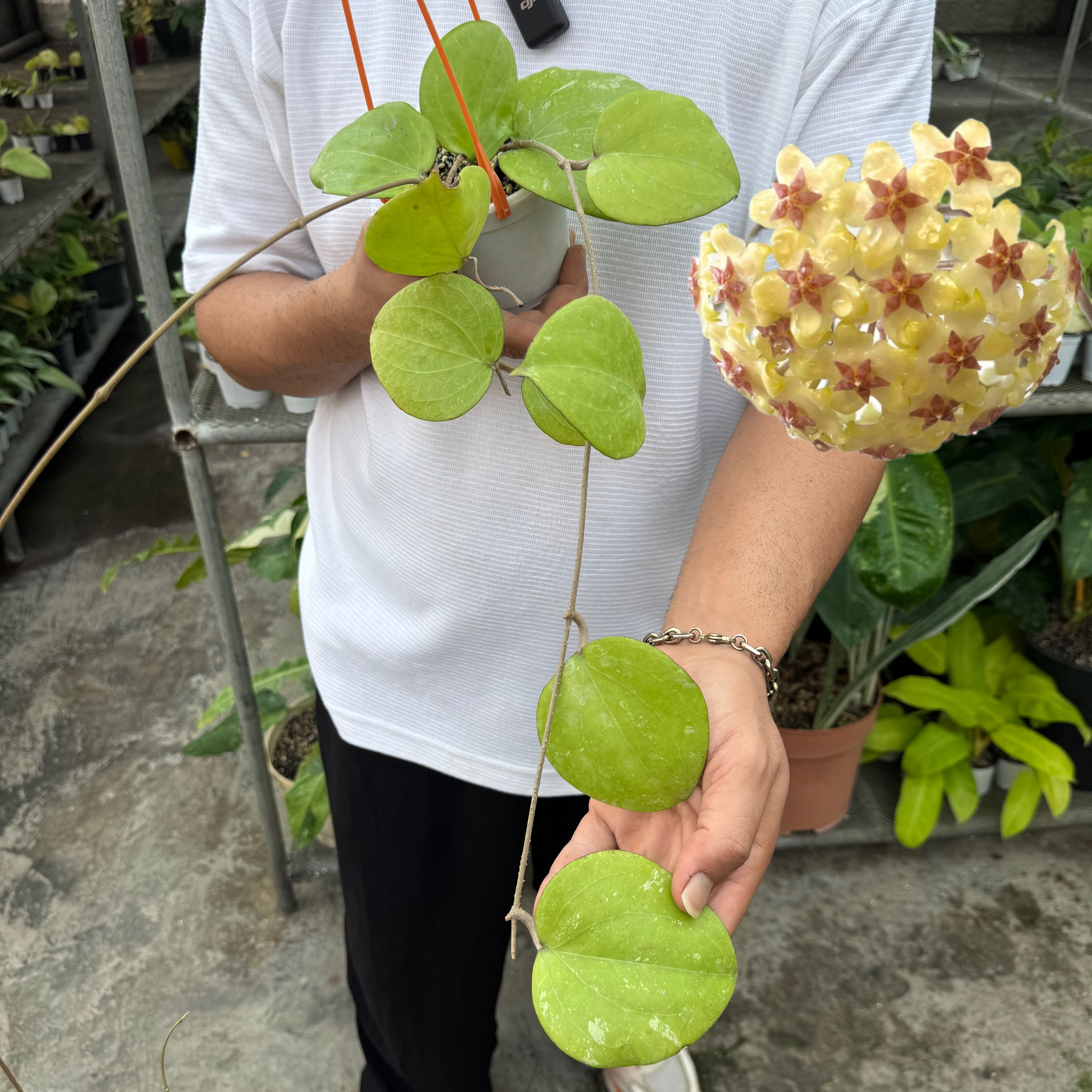 کد ۳۳ هویابالائنسیس معطر
