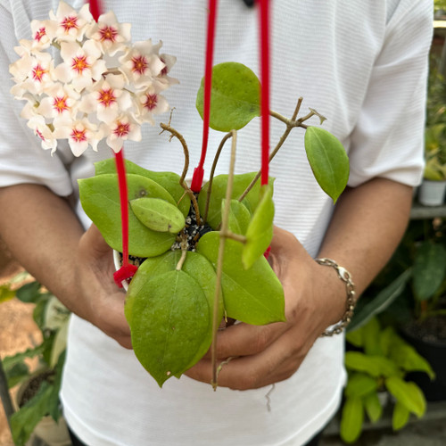 کد ۴۶ هویادالیچسپارته فوق معطر